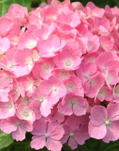 Gartenhortensie Bouquet Rose