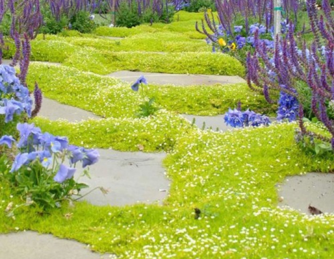 Polster-Mastkraut Lime Moss
