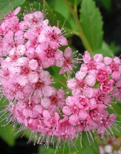 Japanspiere  Atrorosea