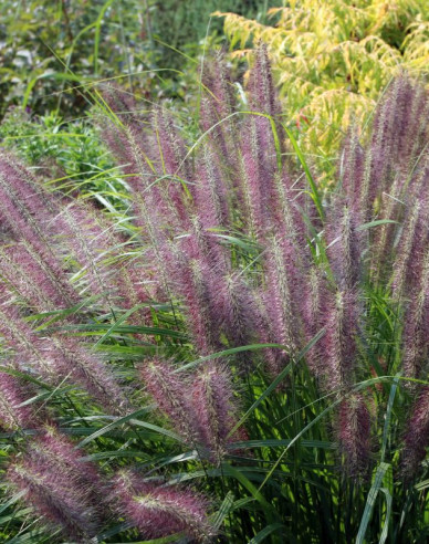 Lampenputzergras Red Head