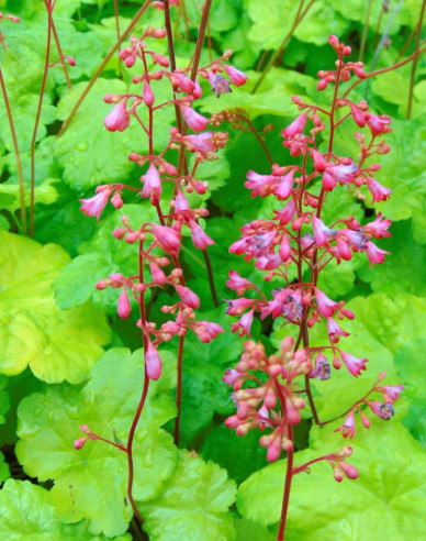 Purpurglöckchen Little Cutie Sweet Tart