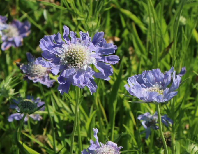 Kaukasische Skabiose Perfecta Mid Blue