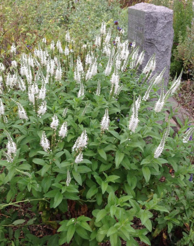 Ähriger Ehrenpreis Icicle