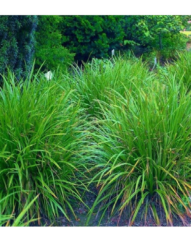 Japanische Segge Irish Green