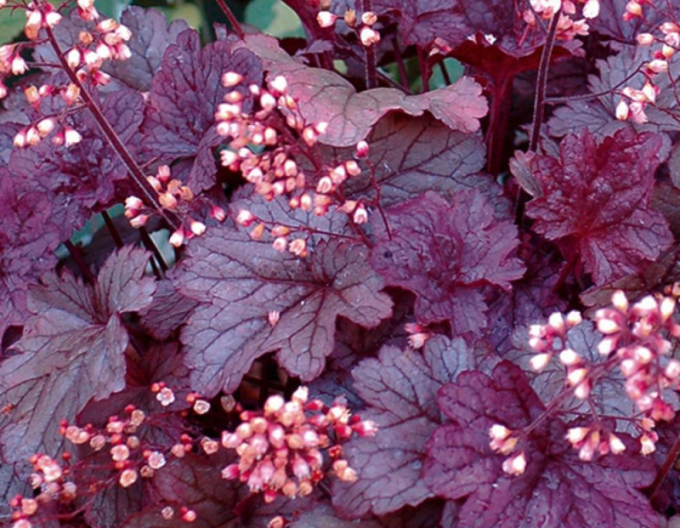 Heuchera Shanghai