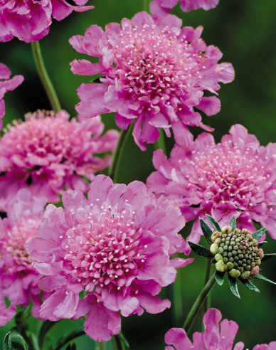 Skabiose Pink Diamonds