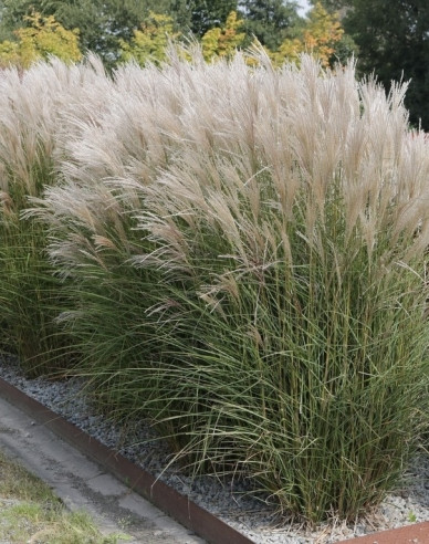 Chinaschilf Kleine Silberspinne