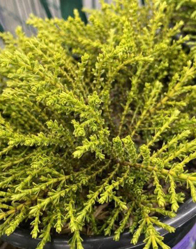 Strauchveronika Golden Esk