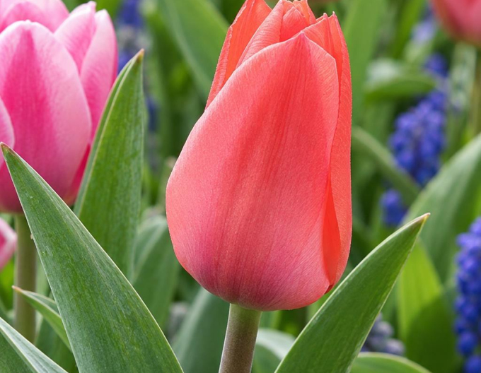 Tulpe greigi Oratorio