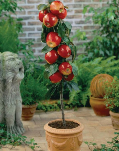 Säulenapfelbaum Waltz auf MM106, Cont. 2l