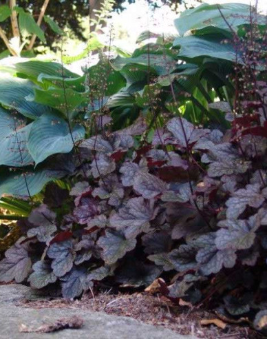 Purpurglöckchen Palace Purple