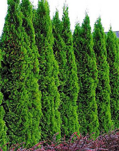 Lebensbaum Smaragd 120 - 150cm