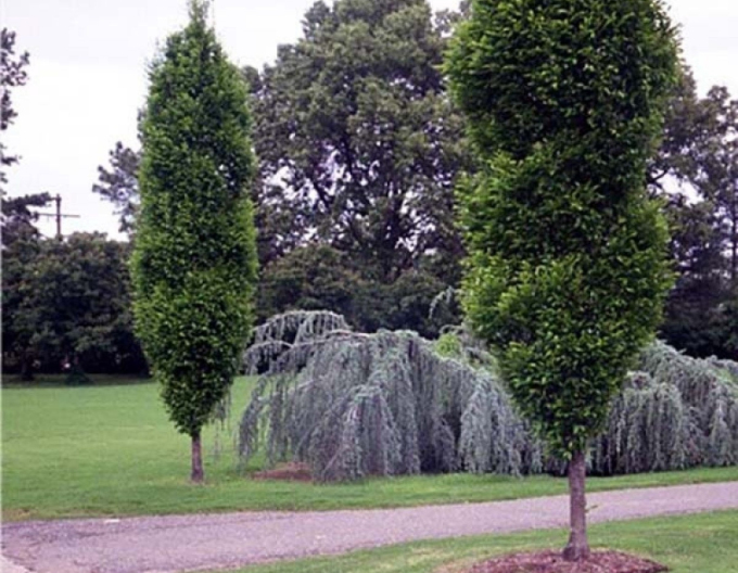 Hainbuche Fastigiata