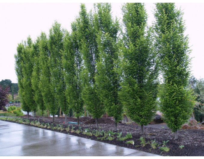 Hainbuche Fastigiata