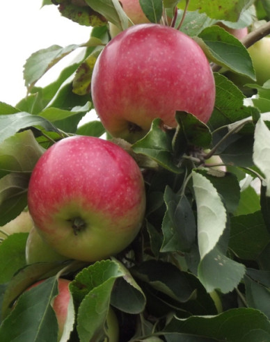 Apfel Champion auf MM106, wurzelnackt