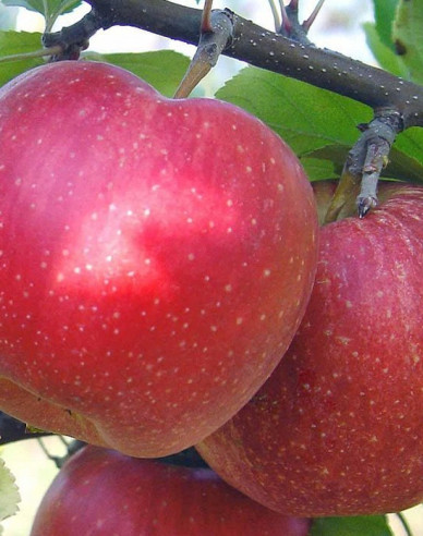 Winterapfel Topaz, auf MM106, wurzelnackt