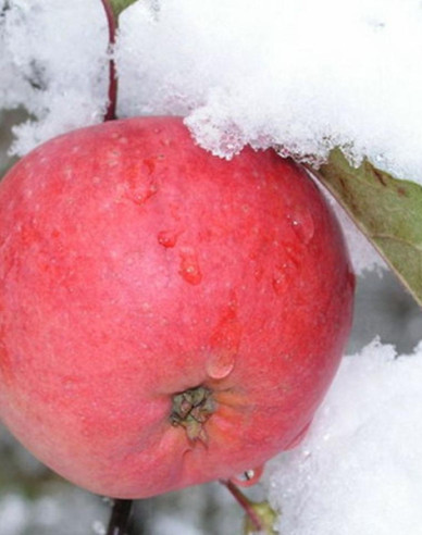 Apfel Fuji auf M9, wurzelnackt