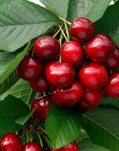 Kirsche Lapins auf Prunus Mahaleb, wurzelnackt