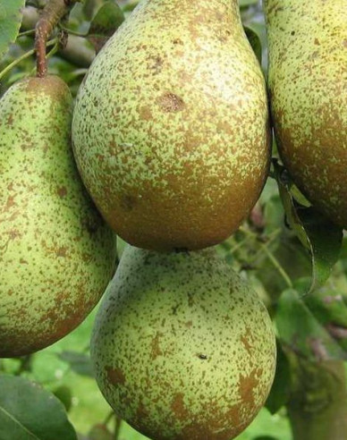 Birne Conference auf Pyrodwarf, wurzelnackt