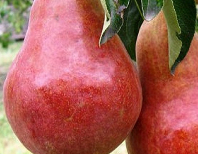 Birne Williamsrot auf Pyrodwarf, wurzelnackt