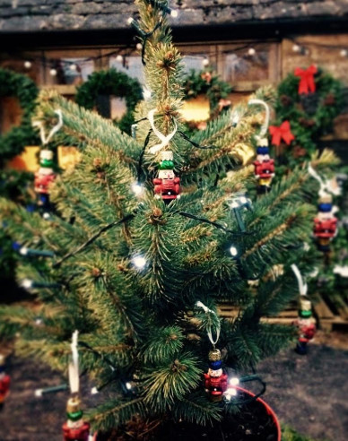 Stechfichte 60/80 cm, cont.