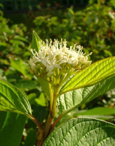 Weißer Hartriegel  "FLAVIRAMEA" 10l