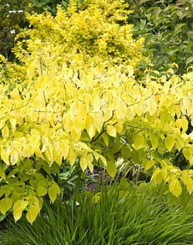 Weißer Hartriegel  Aurea