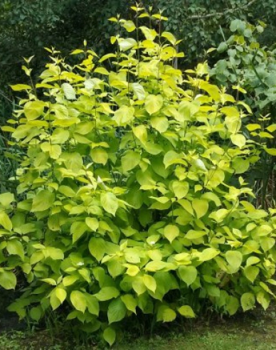 Weißer Hartriegel  Aurea