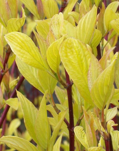 Weißer Hartriegel  Aurea