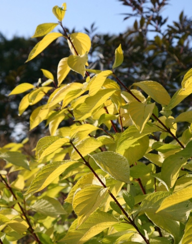 Weißer Hartriegel  Aurea