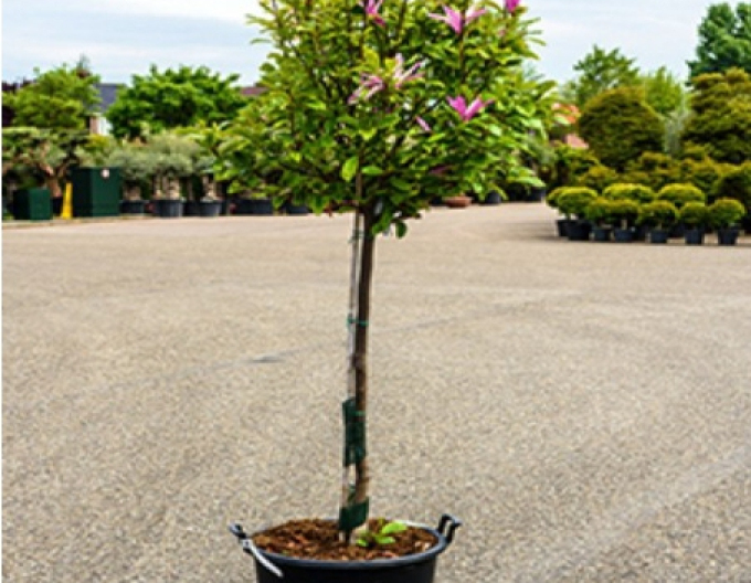 Magnolia Galaxy Baum
