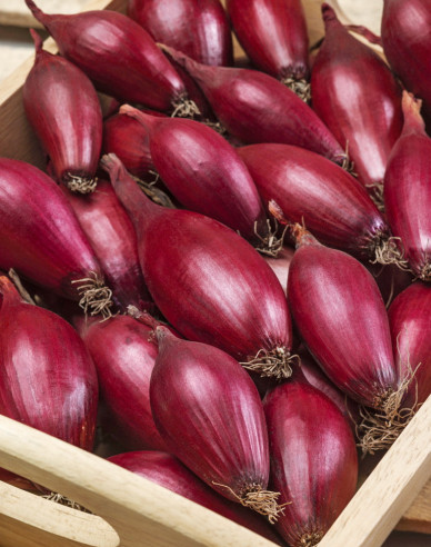 Semo Zwiebel Carminka