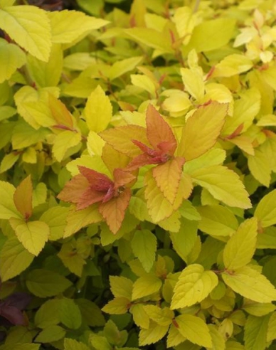 Japanisches Geißblatt Golden Princess