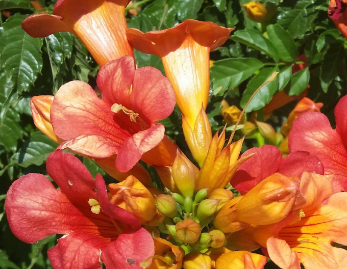 Trompetenblume Ursynow