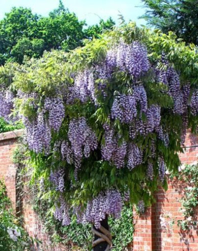 Chinesischer Blauregen Issai