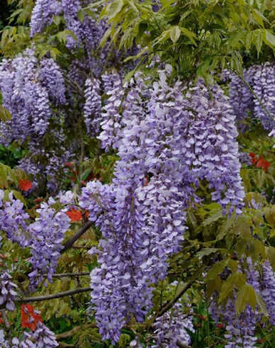 Chinesischer Blauregen Caroline