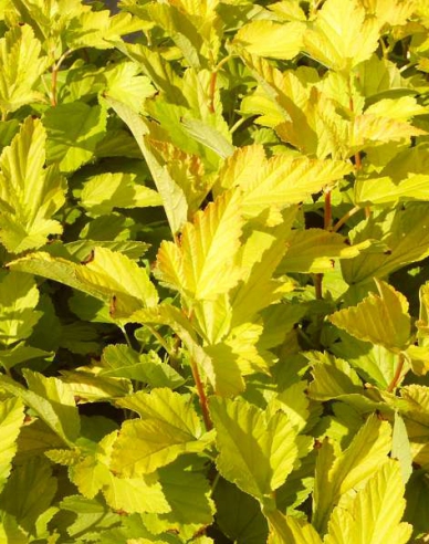 Fasanenspiere Darts Gold