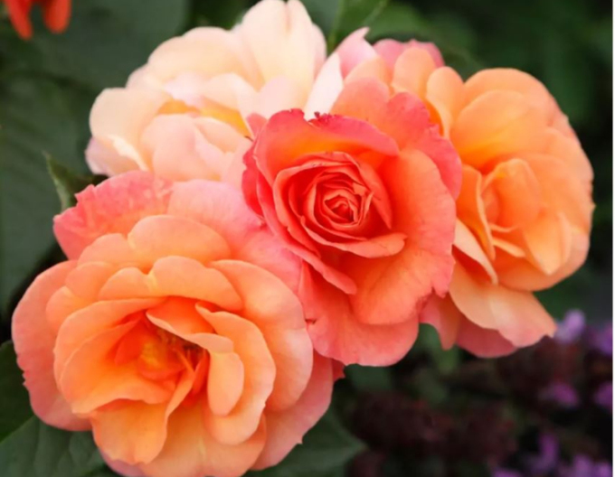 Rose APRICOLE