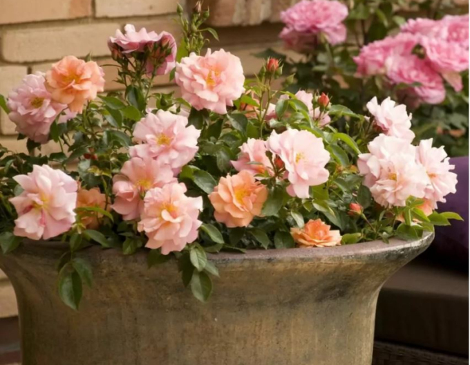 Rose APRICOLE