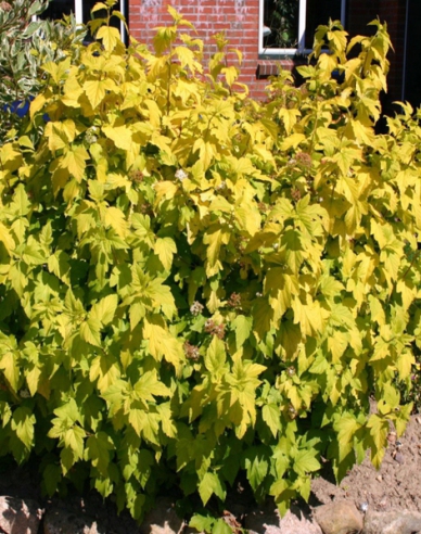 Fasanenspiere Darts Gold