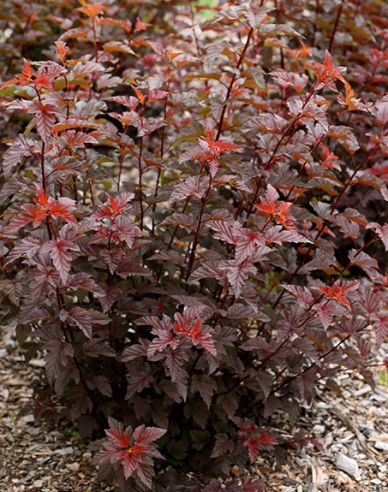 Fasanenspiere Lady in Red