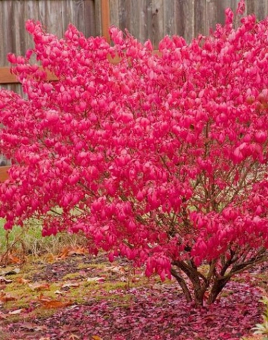 Flügel-Spindelstrauch 40 - 50cm