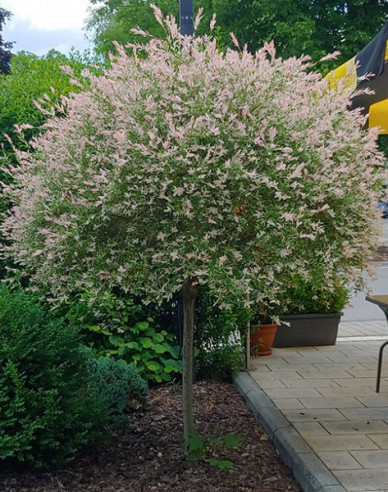 Japanische Weide Hakuro-Nishiki - Stämmchen 150cm