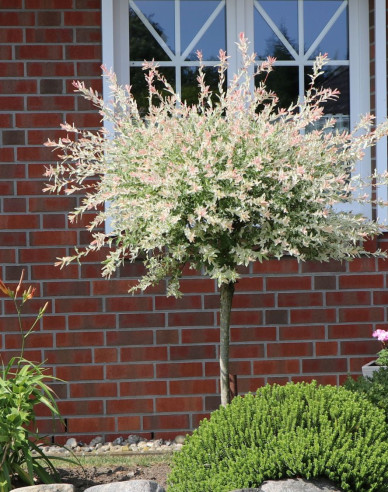 Japanische Weide Hakuro-Nishiki - Stämmchen 150cm