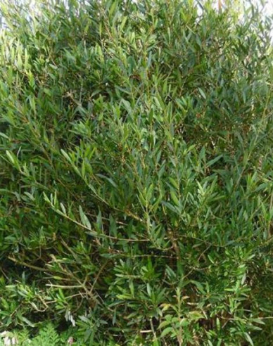 Schmalblättrige Steinlinde