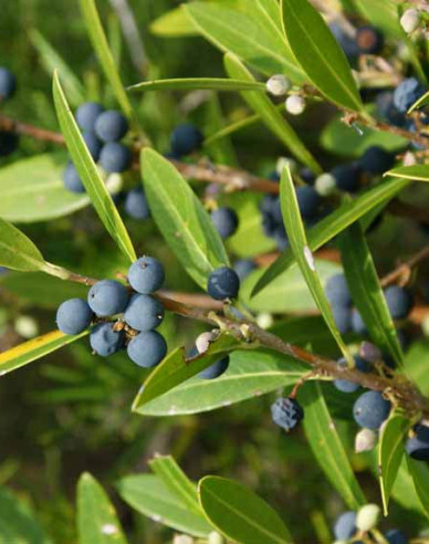 Schmalblättrige Steinlinde