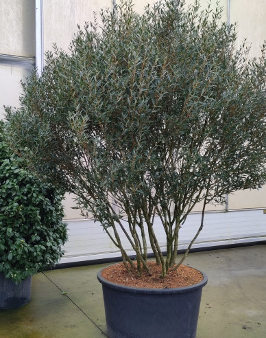 Schmalblättrige Steinlinde