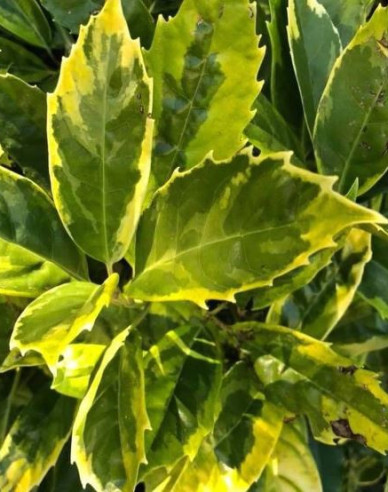 Japanische Aucube Sulphurea Marginata