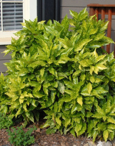 Japanische Aucube Sulphurea Marginata