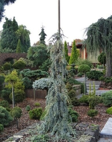 Libanon Zeder Atlantica La Fontaine